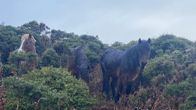 New Year - New Courses