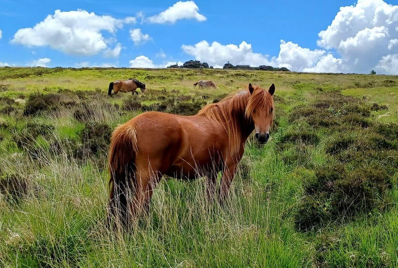 Equine Assisted Learning