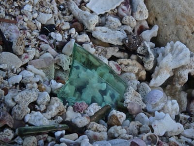 COQUILLAGE NATUREL ?