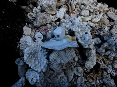 UN COQUILLAGE « SPIRITUEL »