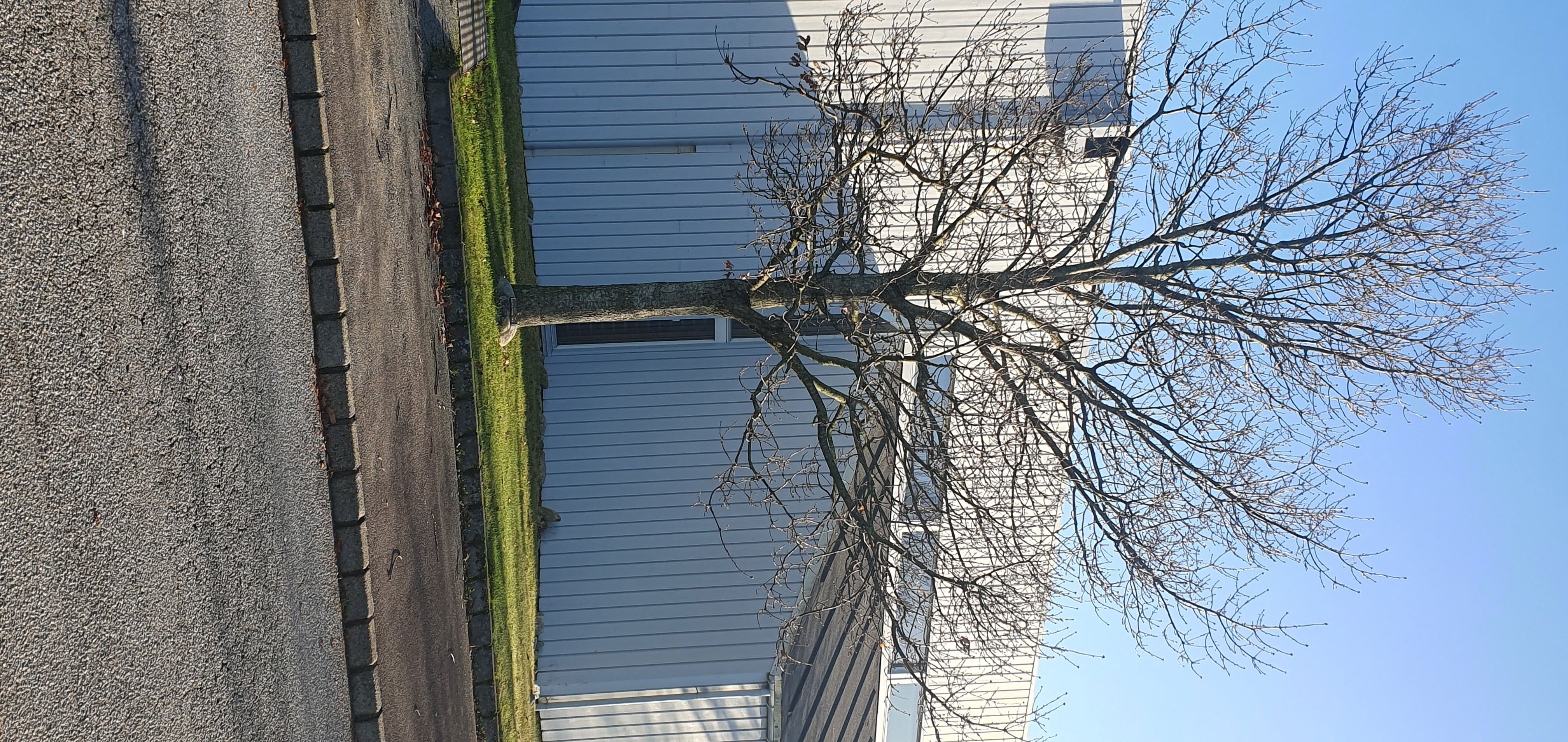 The millennium tree in Tananger nov 2022