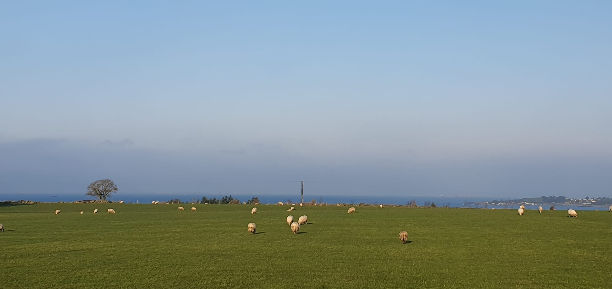 View and Sheeps on top of Tananger