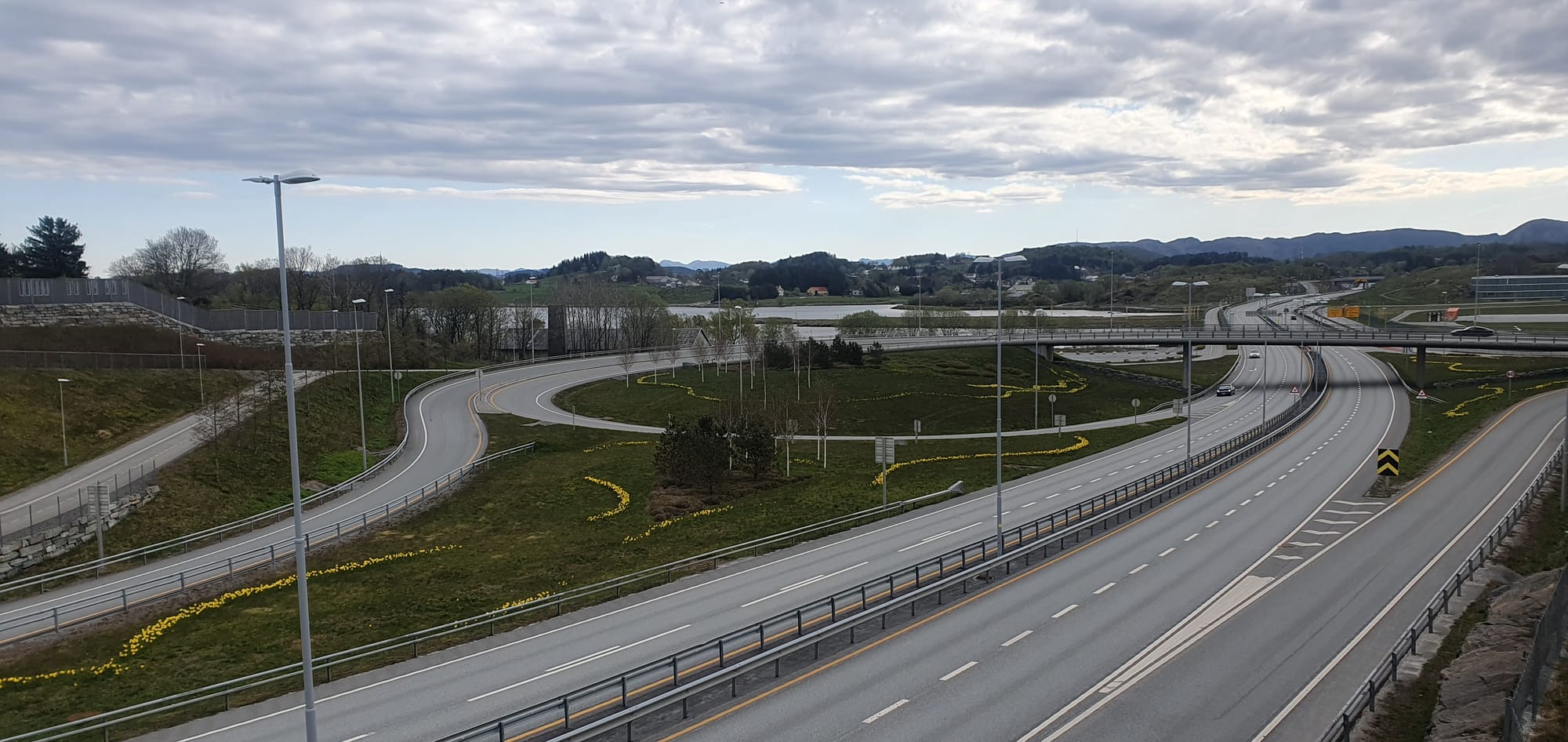 Tulipans in trafic in Sola may 2023