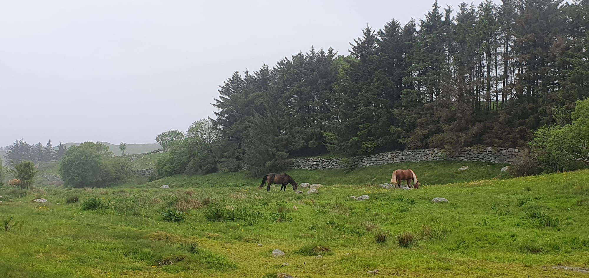Horses in the nature in Tjelta May 2023