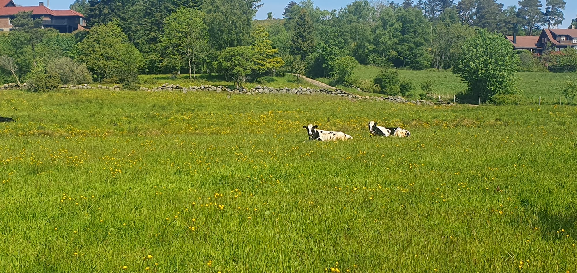 Cows in nature i Sørmarka Juni 2023