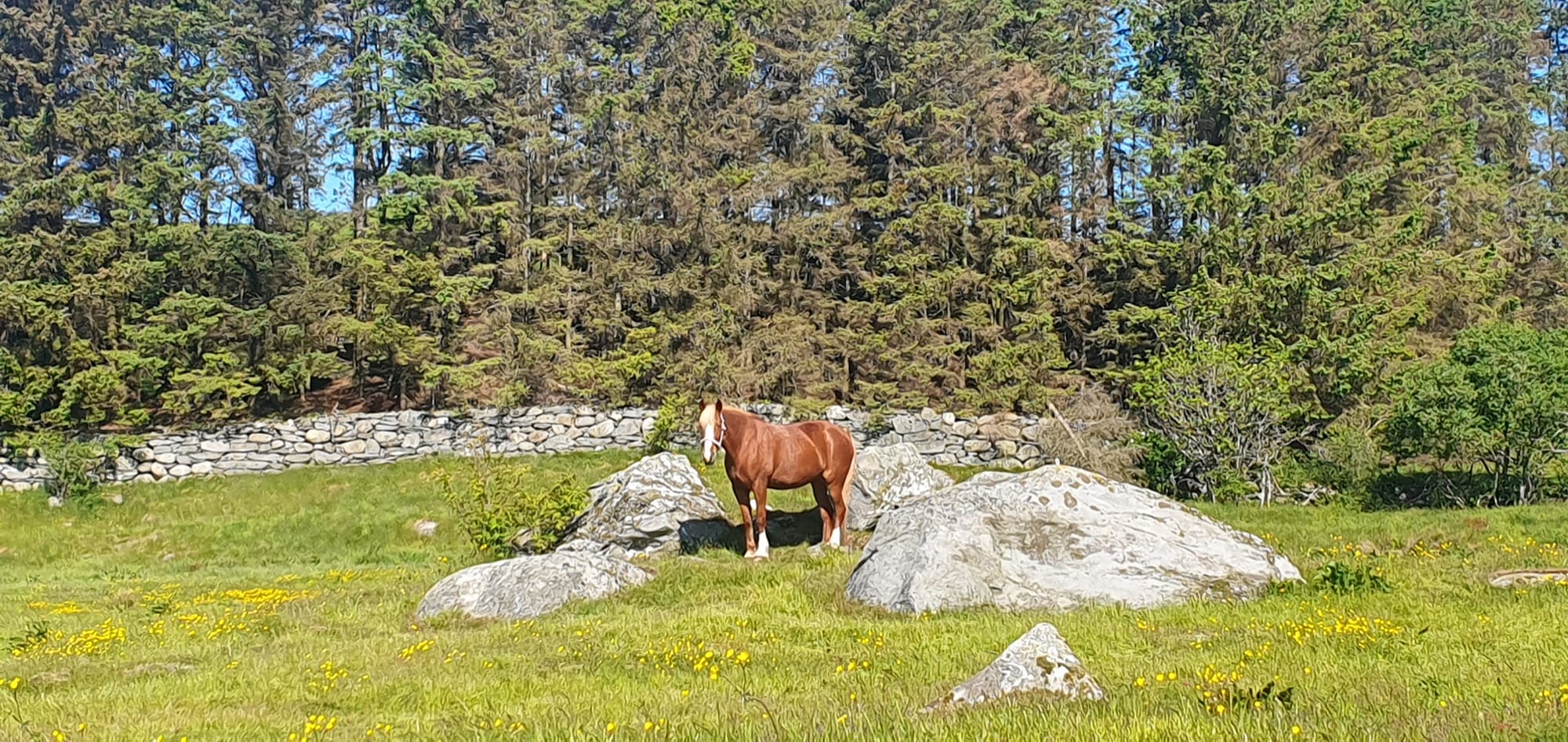 Horse in the nature in Tjelta area juni 2023