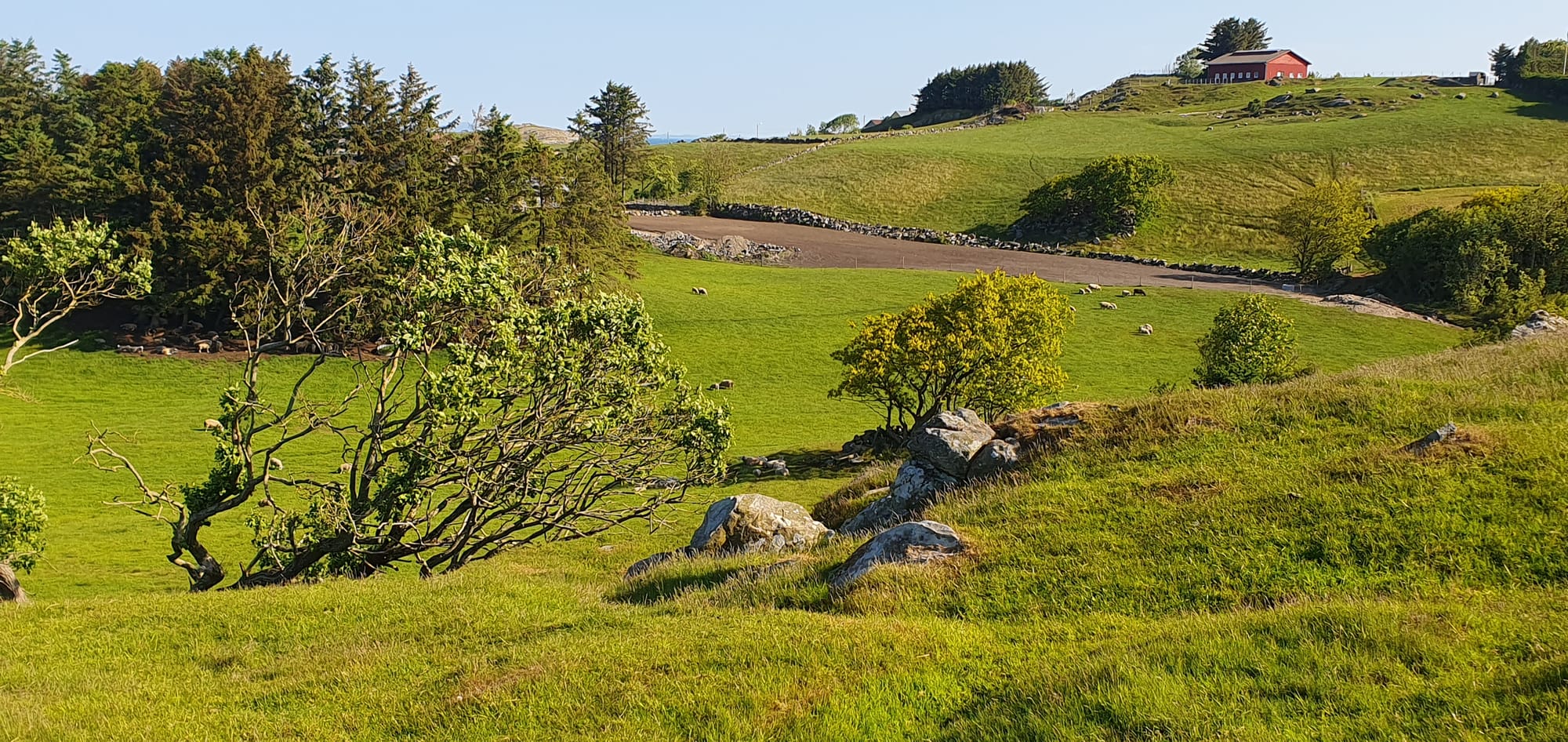 Sheeps and nature Tjelta juni 2023