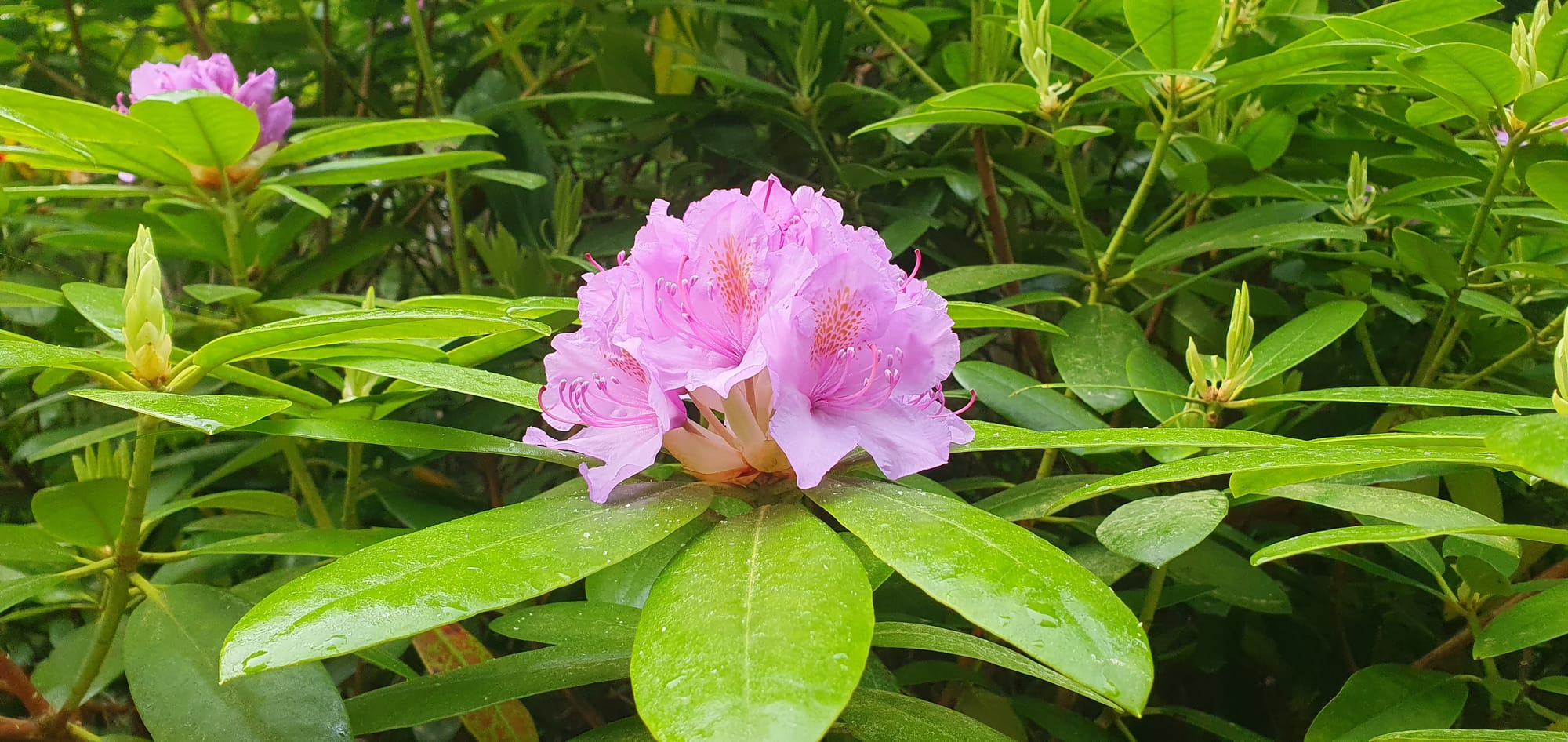 Rododendron in Håland forest Juni 2023