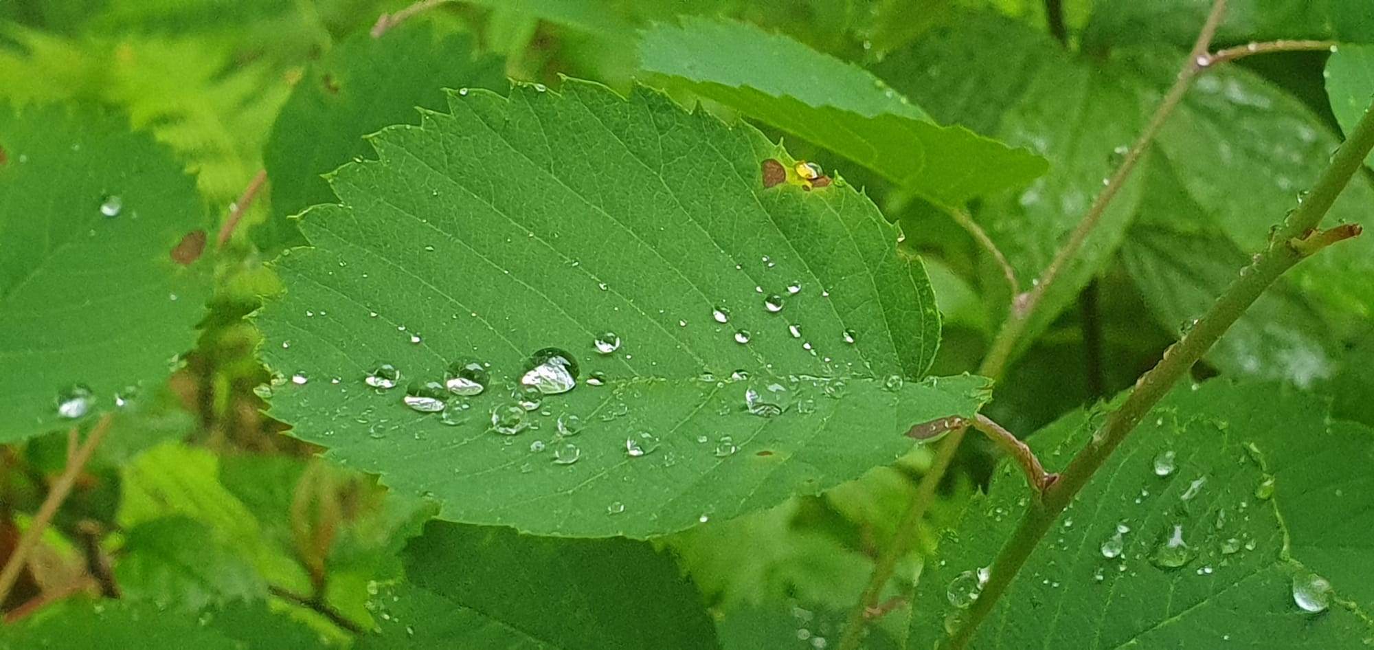 Rain on plant in håland forest juni 2023