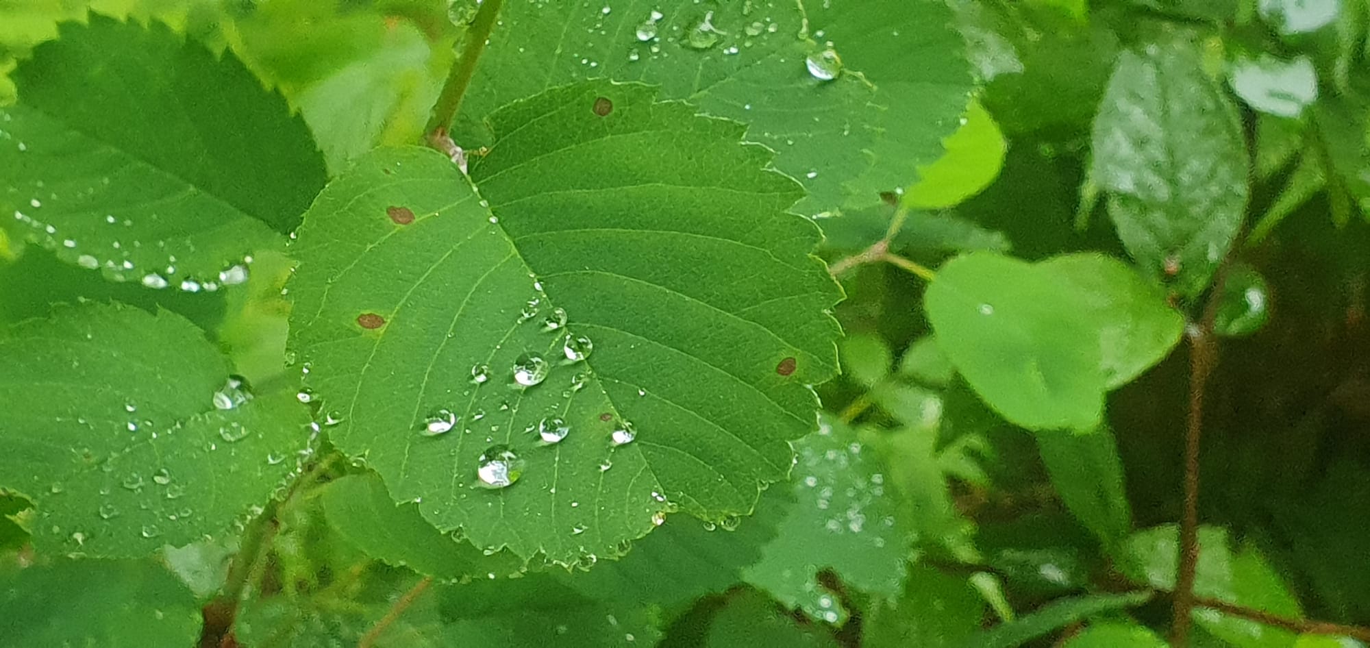 Rain on plant in håland forest juni 2023