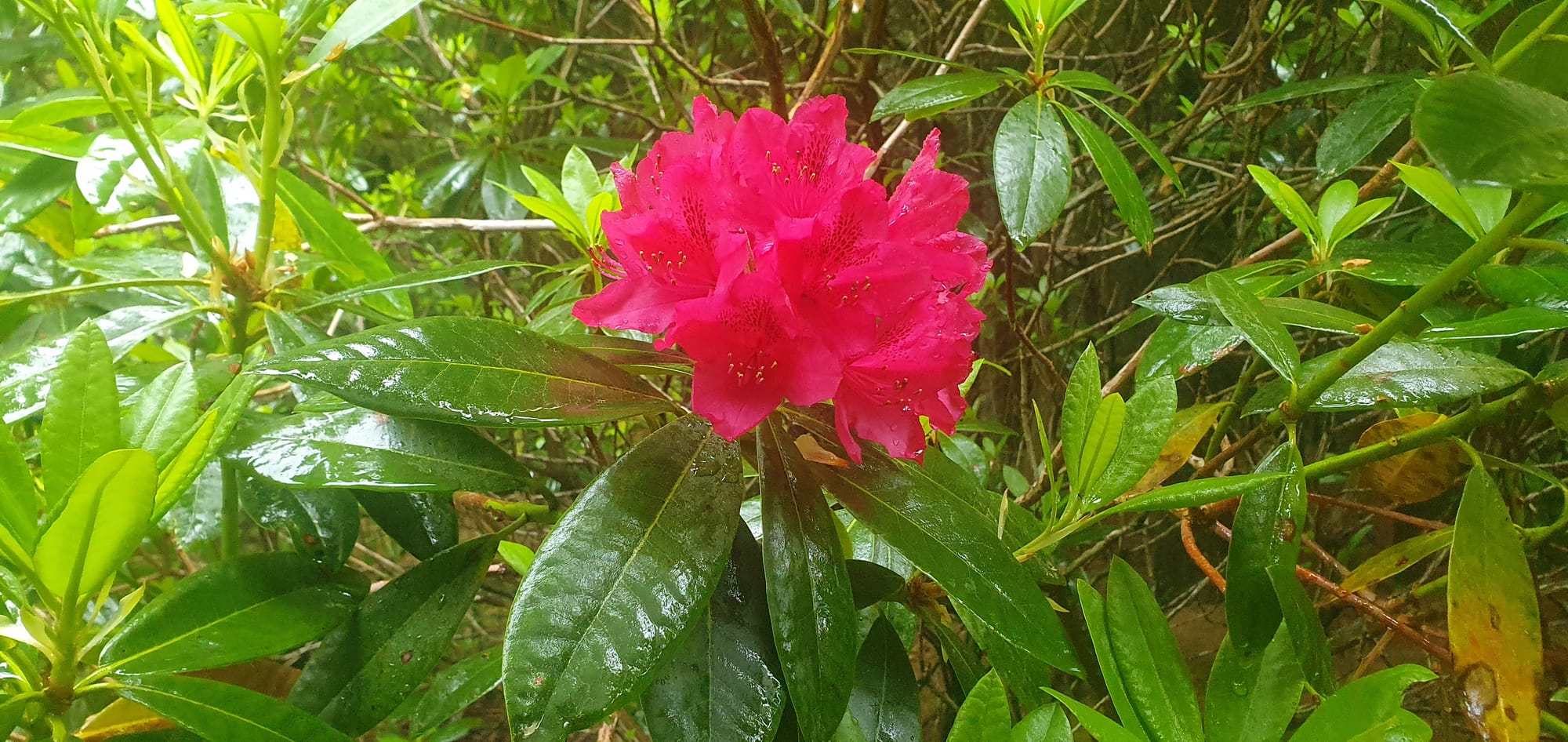 Rododendron in håland forest juni 2023