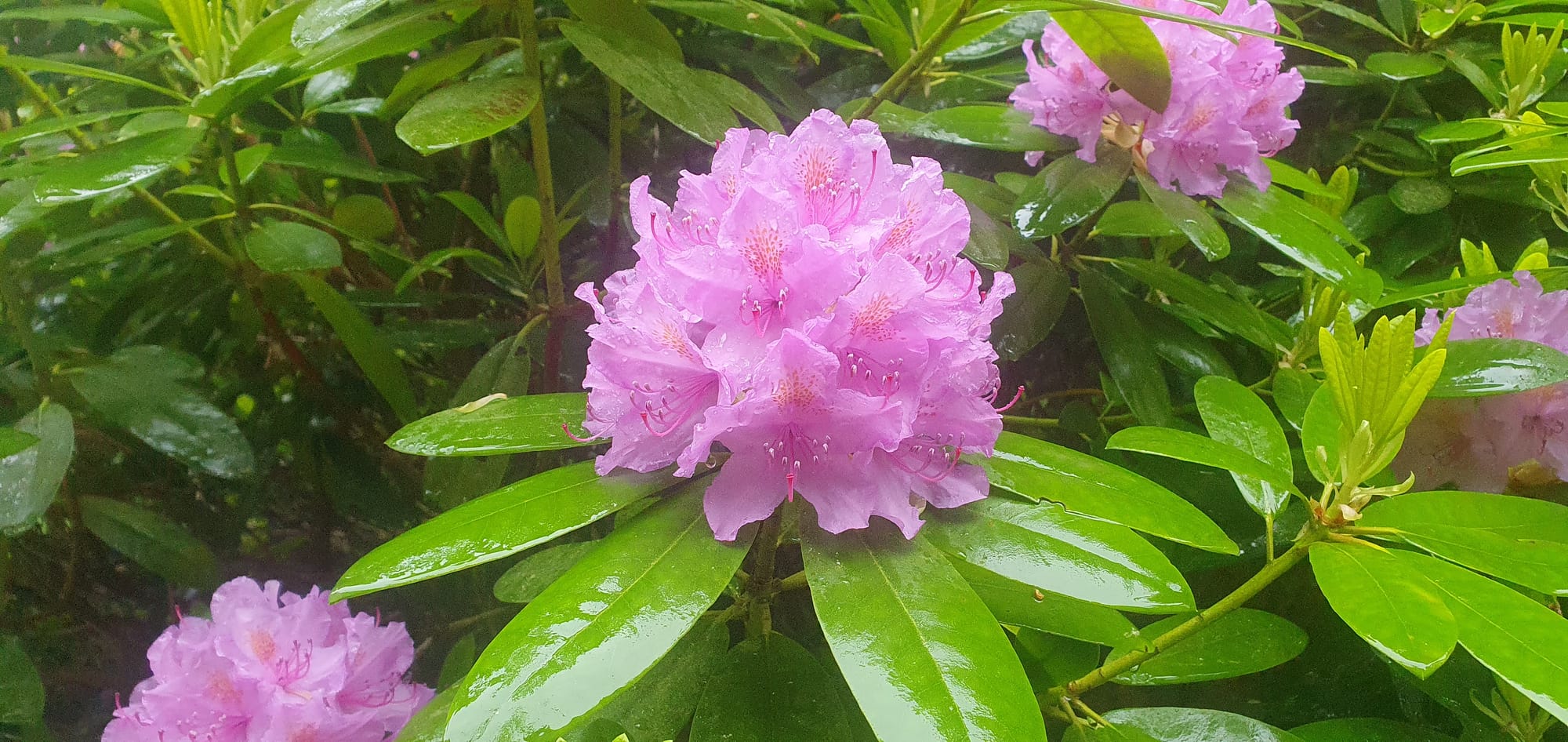 Rododendron in håland forest juni 2023