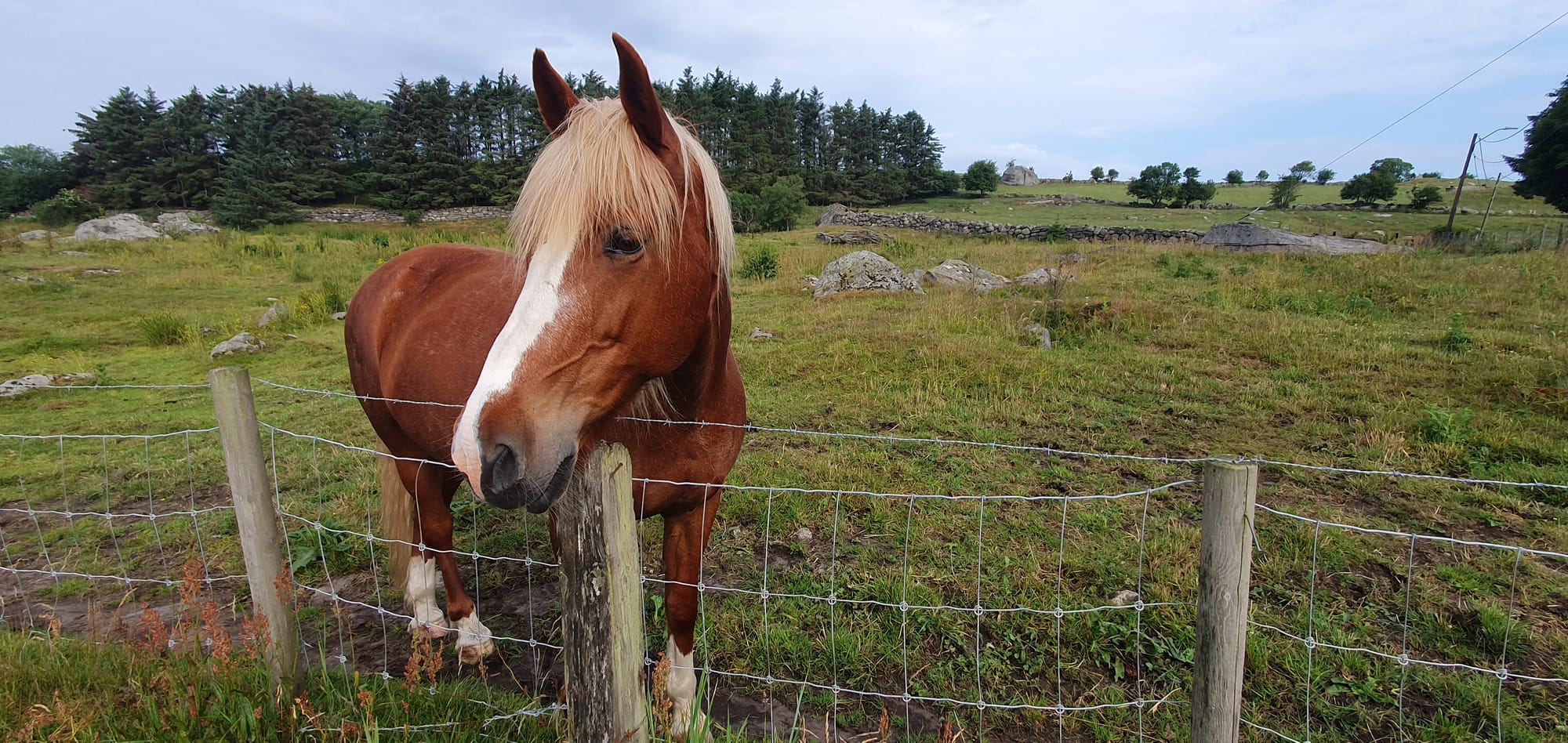 Horse in tjelta Juli 2023