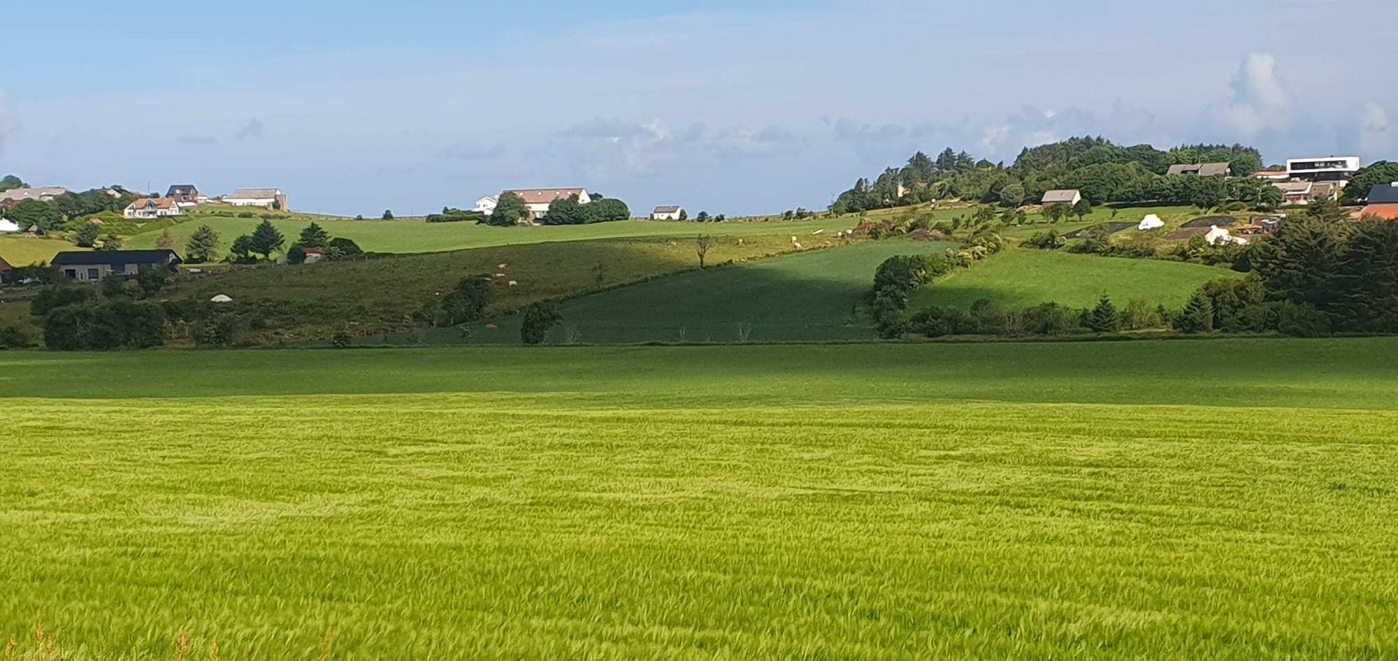 Animals Farms Corn Tjelta 02.07.2023