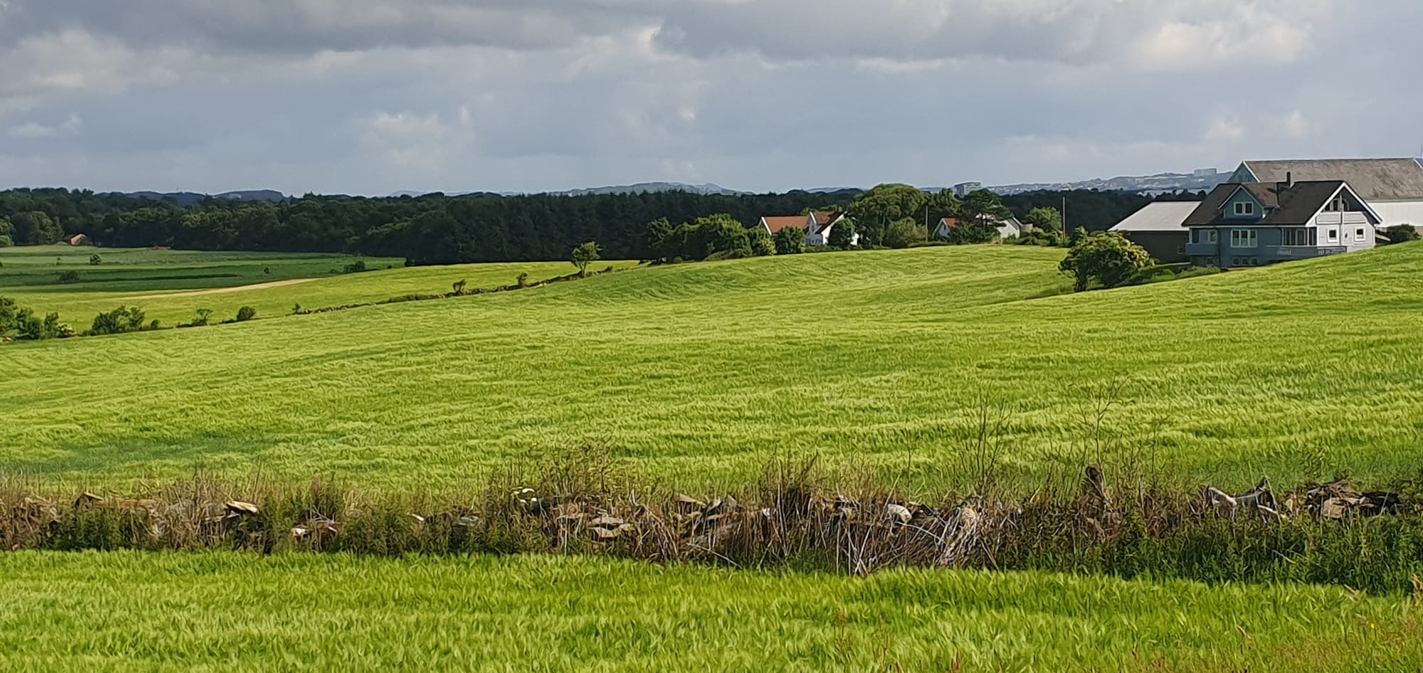 Animals Farms Corn Tjelta 02.07.2023