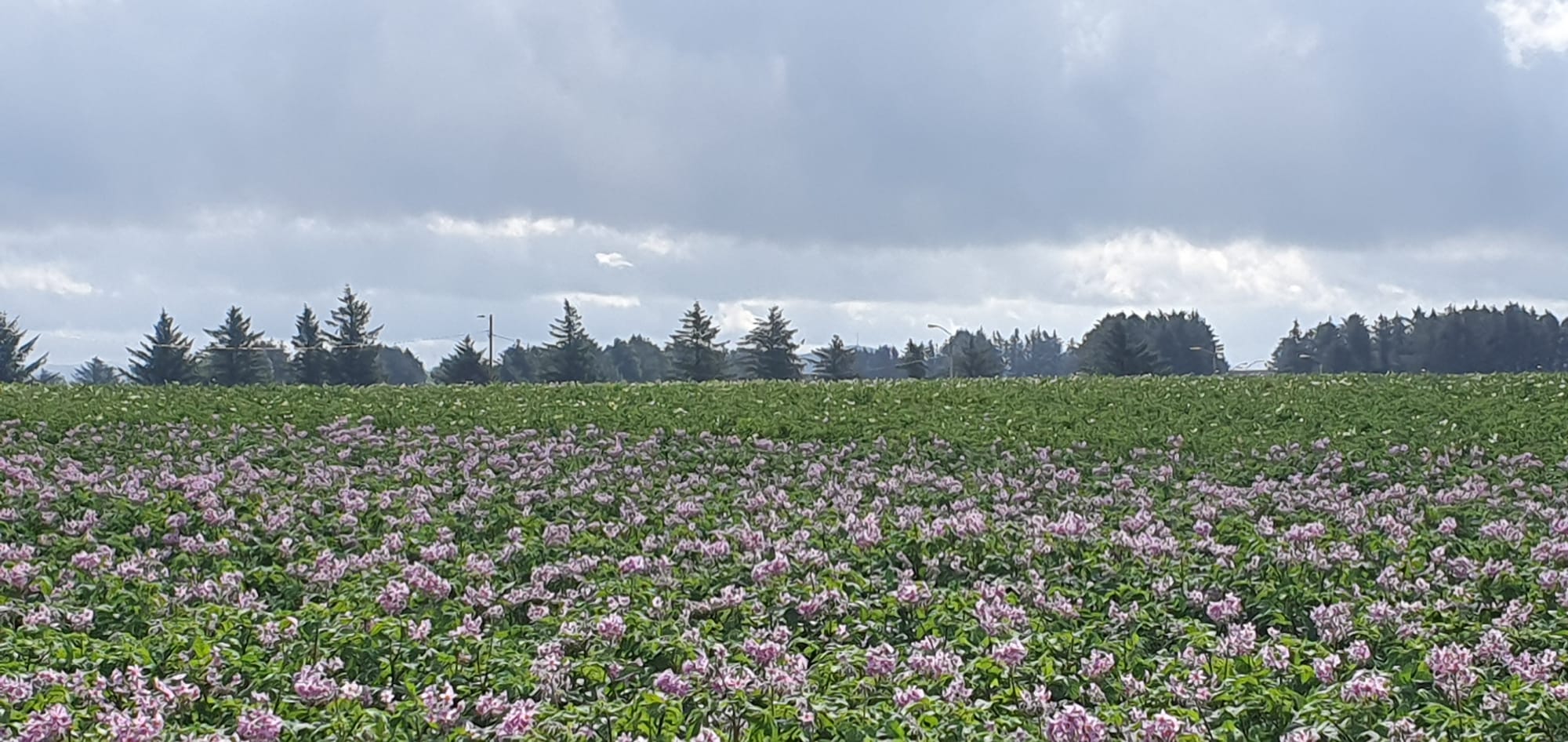 Potatoes in sola area juli 2023