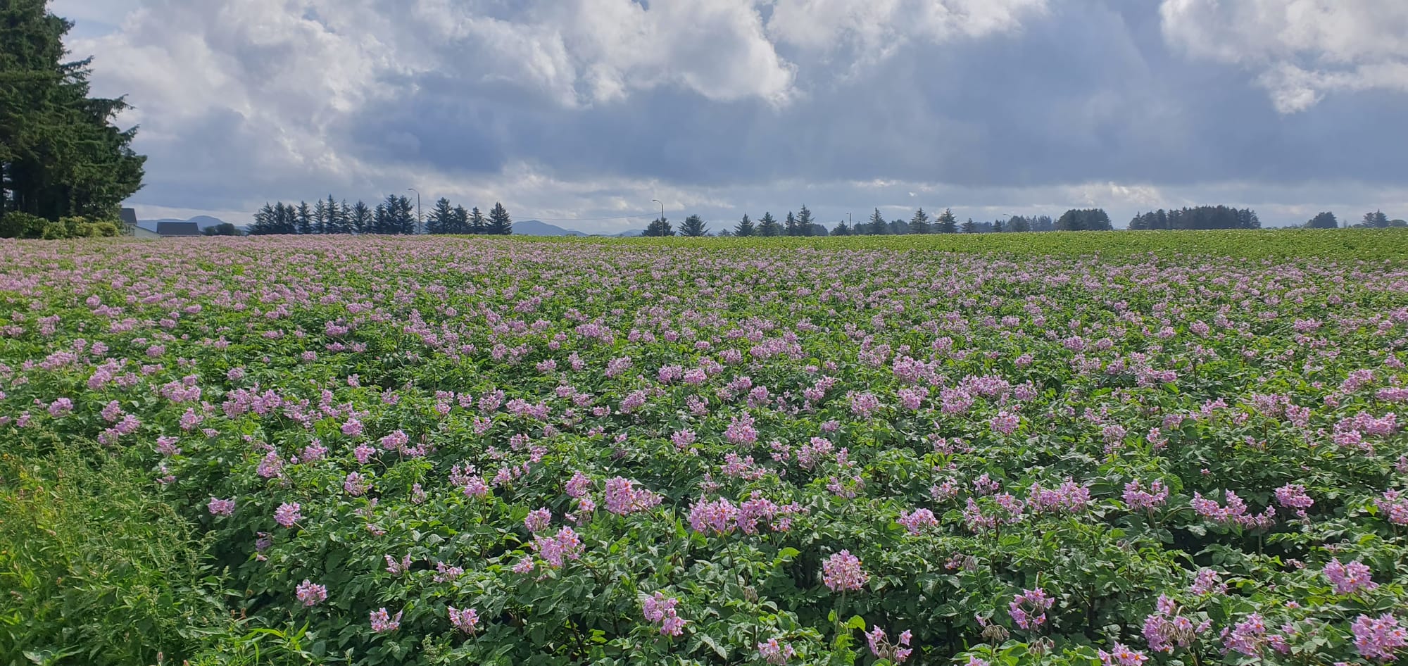 Potatoes in sola area juli 2023