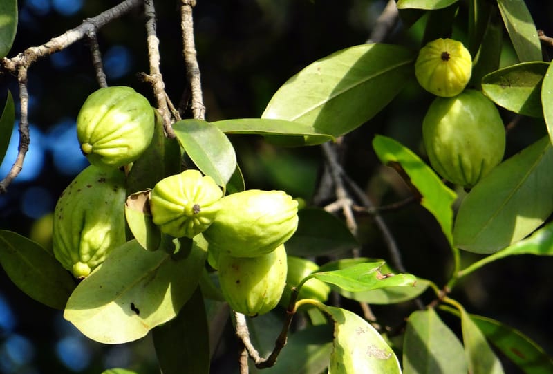 Propiedades, beneficios y contraindicaciones de la Garcinia Cambogia