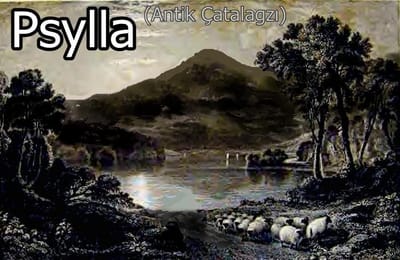 PSYLLA {Seela}