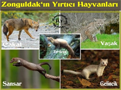 ZONGULDAK YABAN HAYATI