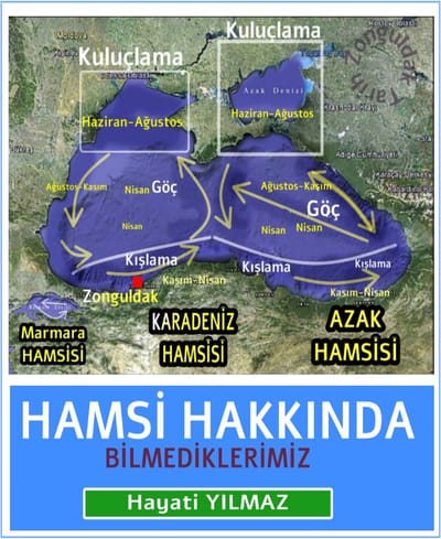 “Hamsi Hakkında Bilmediklerimiz
