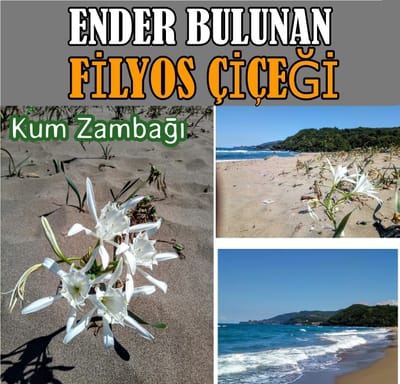 ENDER BULUNAN "FİLYOS ÇİÇEĞİ"
