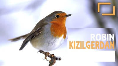 ZONGULDAK'TA GÖRÜNEN KUŞLAR