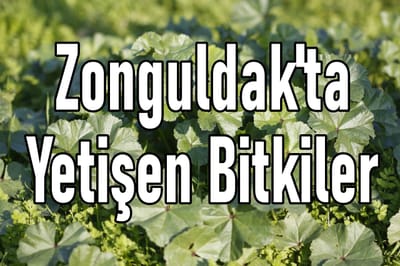 Zonguldak'ta Yetişen Bitkiler