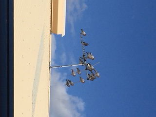 Feral Pigeons Baited