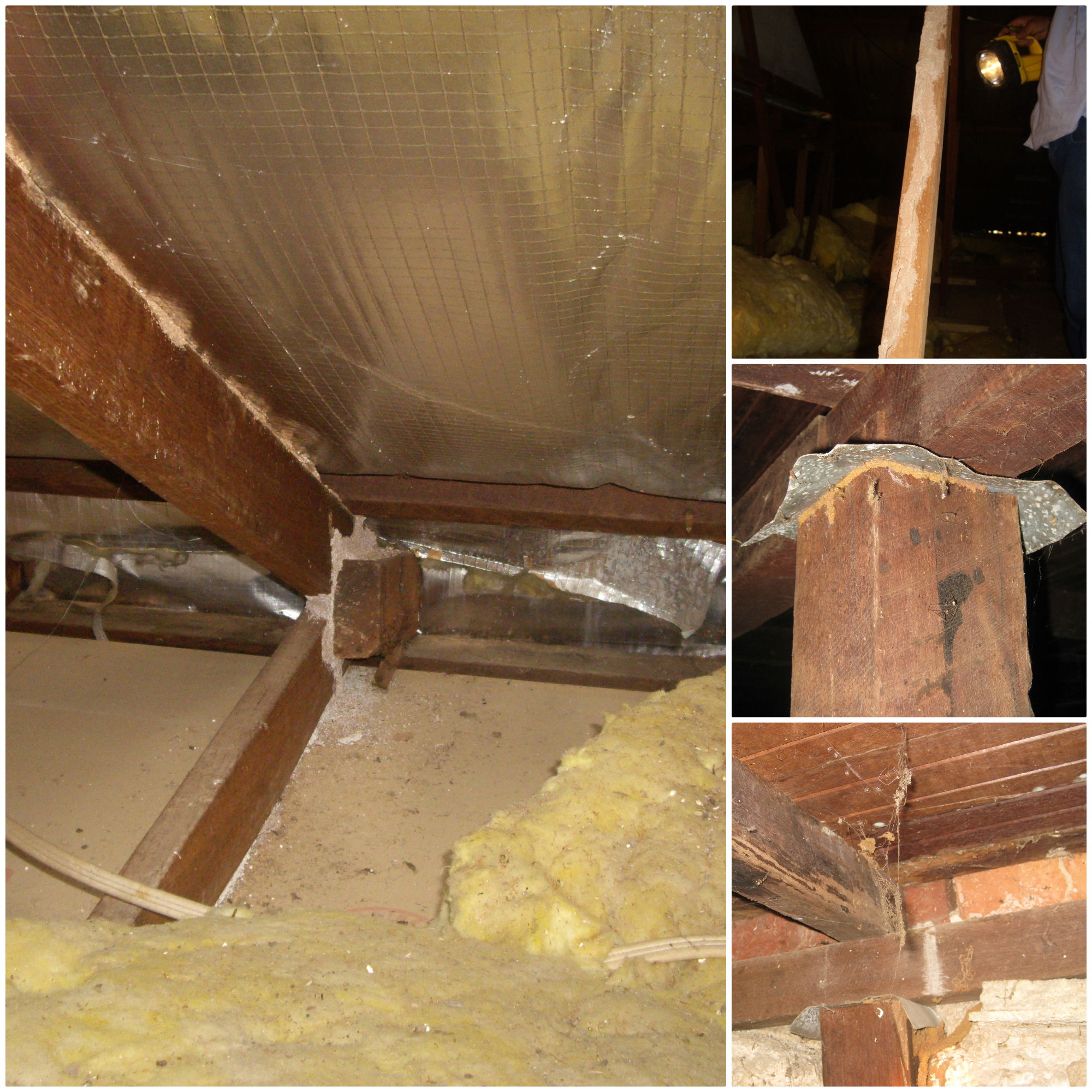 Termite Activity in Roof Truss and Subfloor