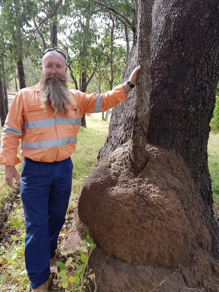 Termite Mound Treatment to Protect Property