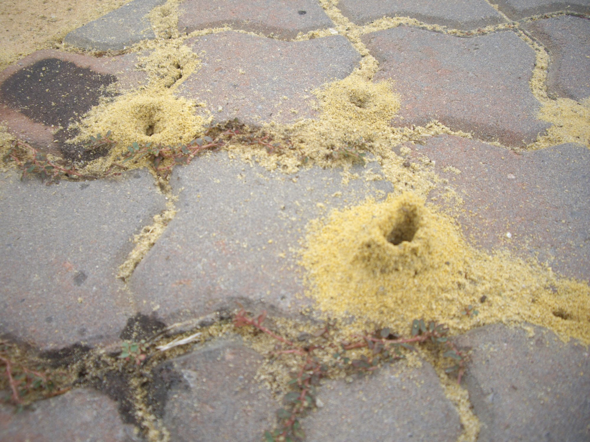 Extensive Ant Activity Under Paving Cause Pavers to Drop, Unsightly Sand Piles & Costly Repairs