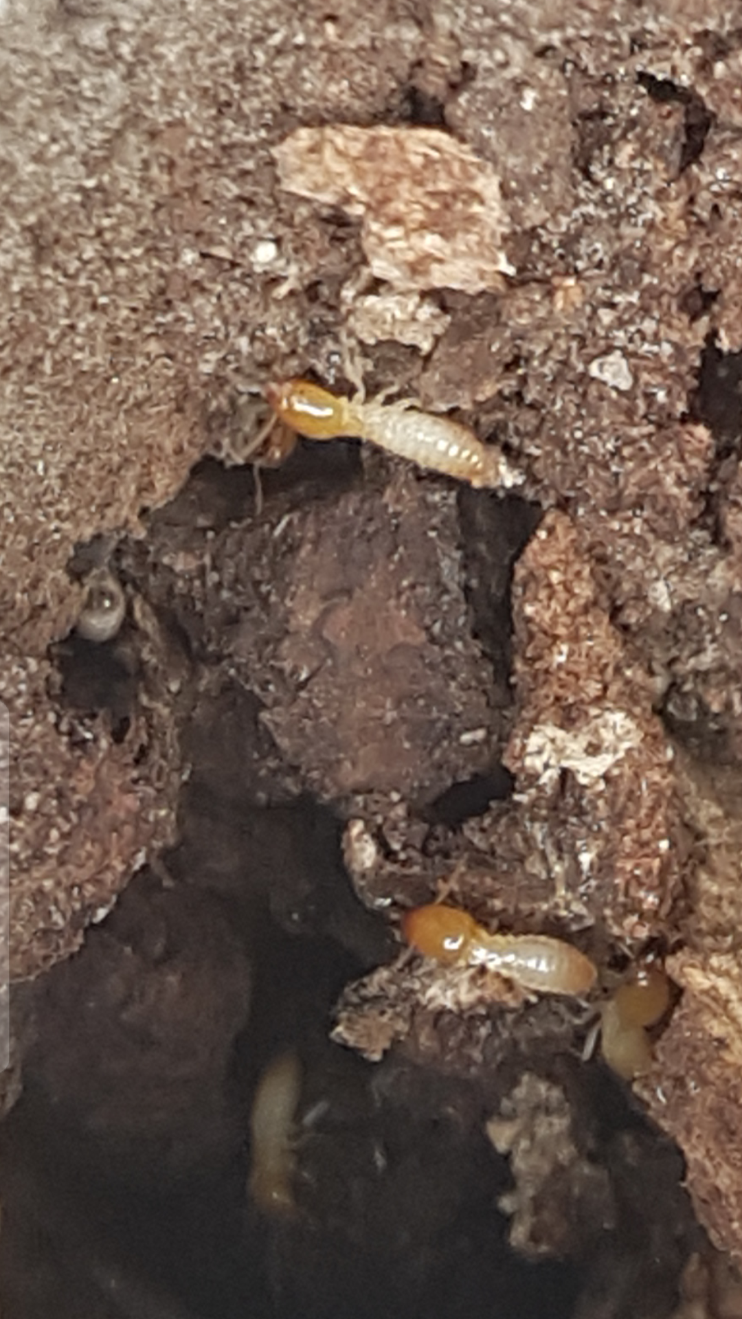 Soldier Termites at End of Baiting to Eliminate Nests