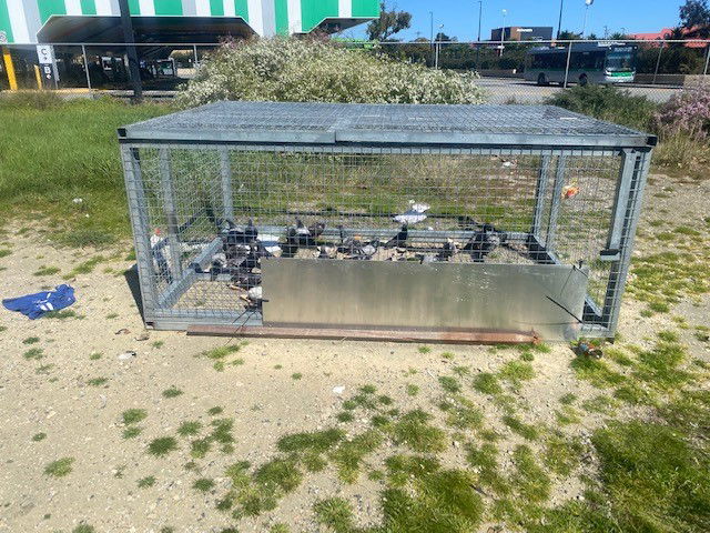 Commercial Site Pigeon Trapping 20/day