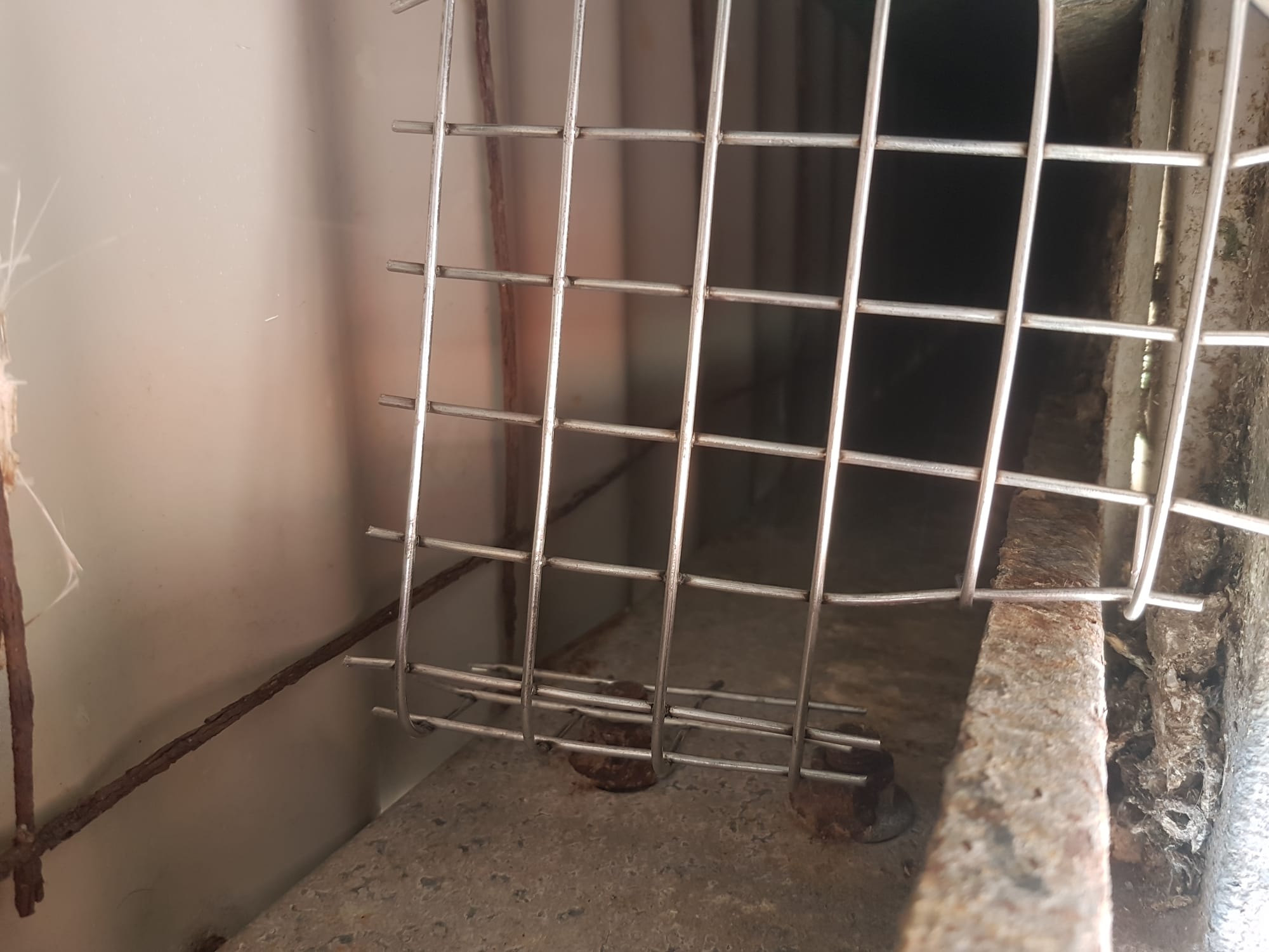 Mesh Installation to Block Small Holes to Prevent Giving Access to Pigeon Nesting Sites