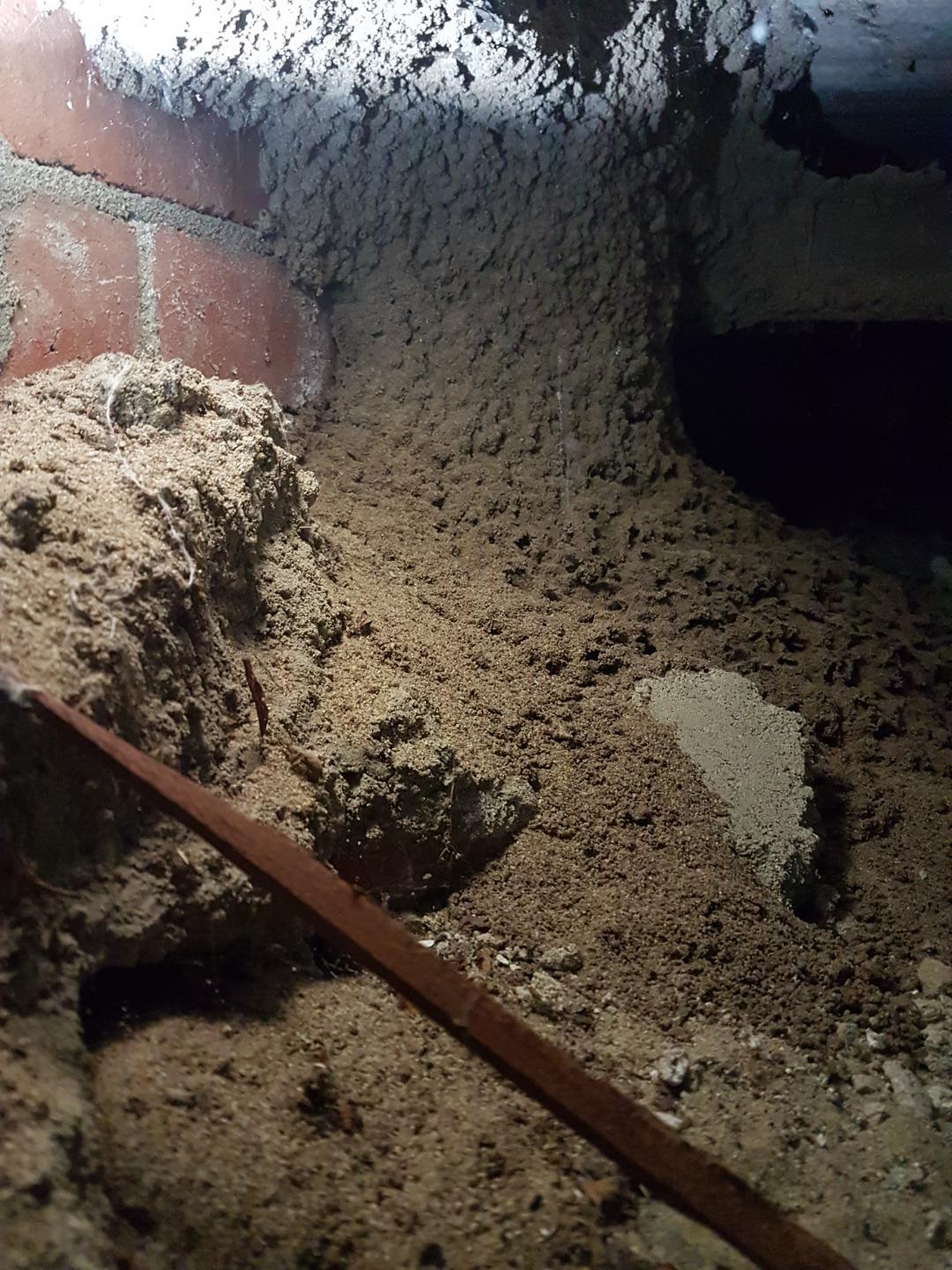 Termite Mound Located and Treated in Residential Subfloor