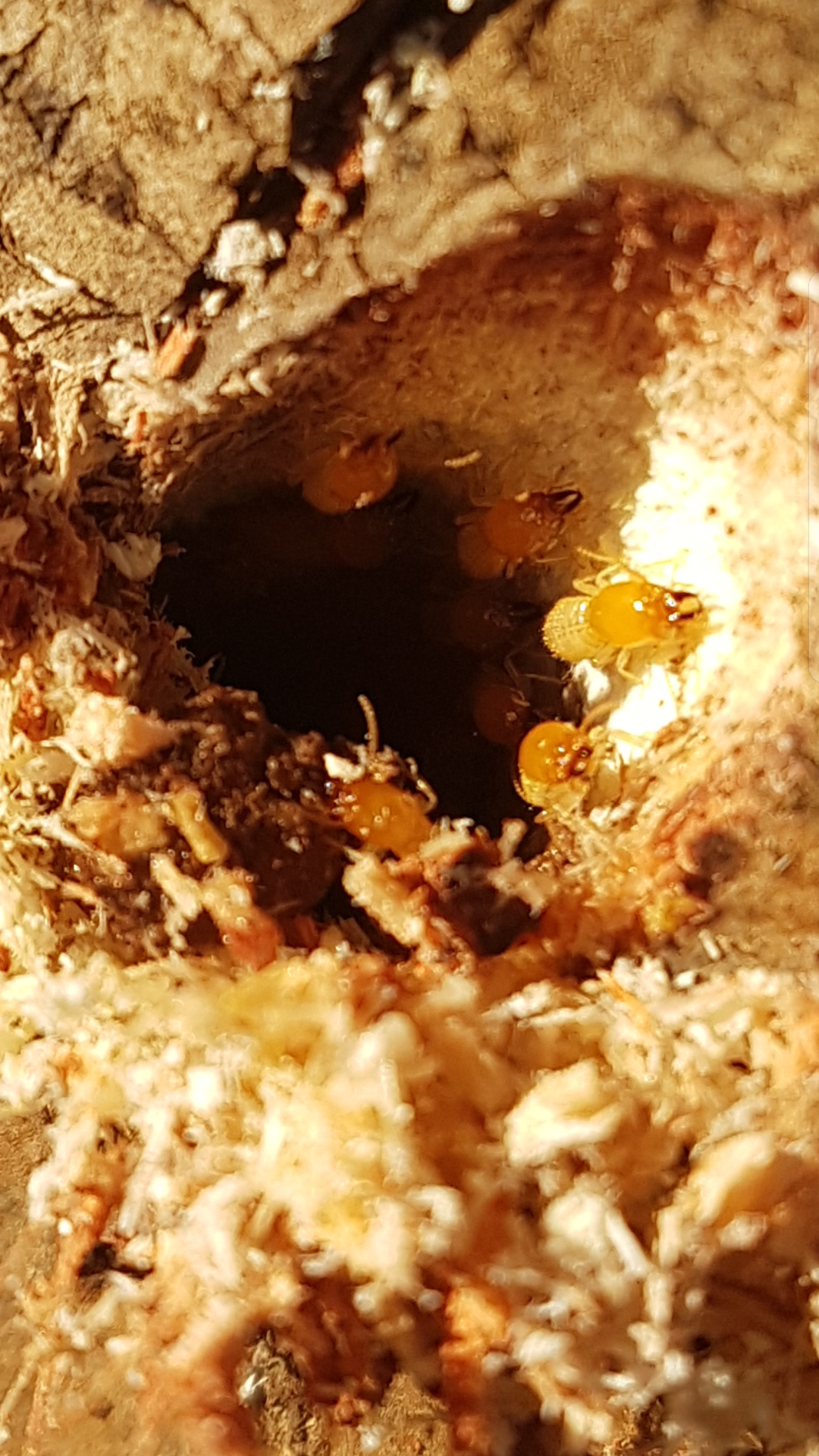 Termite Activity Confirmed Drilling Into Tree Hollow