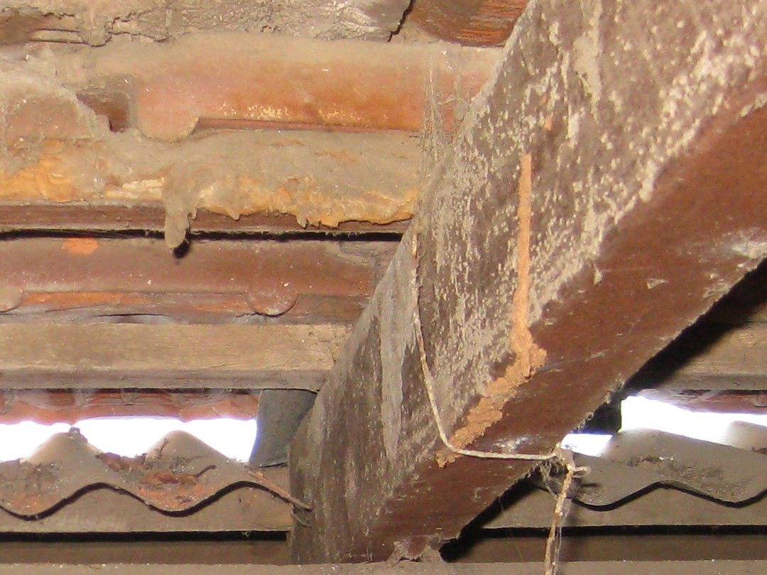 Perth house #1 -Termite Mudding in Roof Beam - Also Found in Subfloor