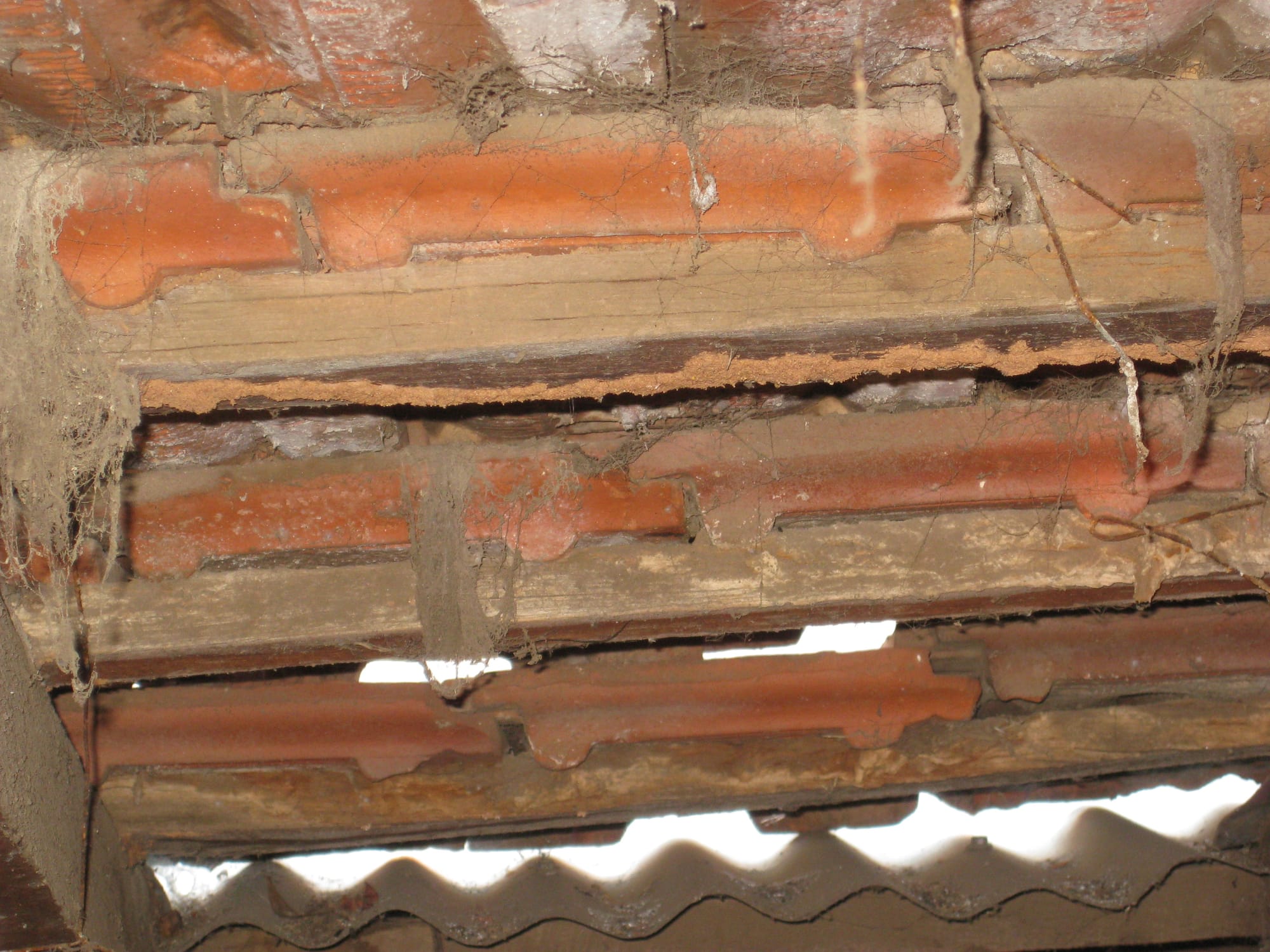 Perth house #1 -Termite Damage to Tile Battens (and Subfloor) of This House