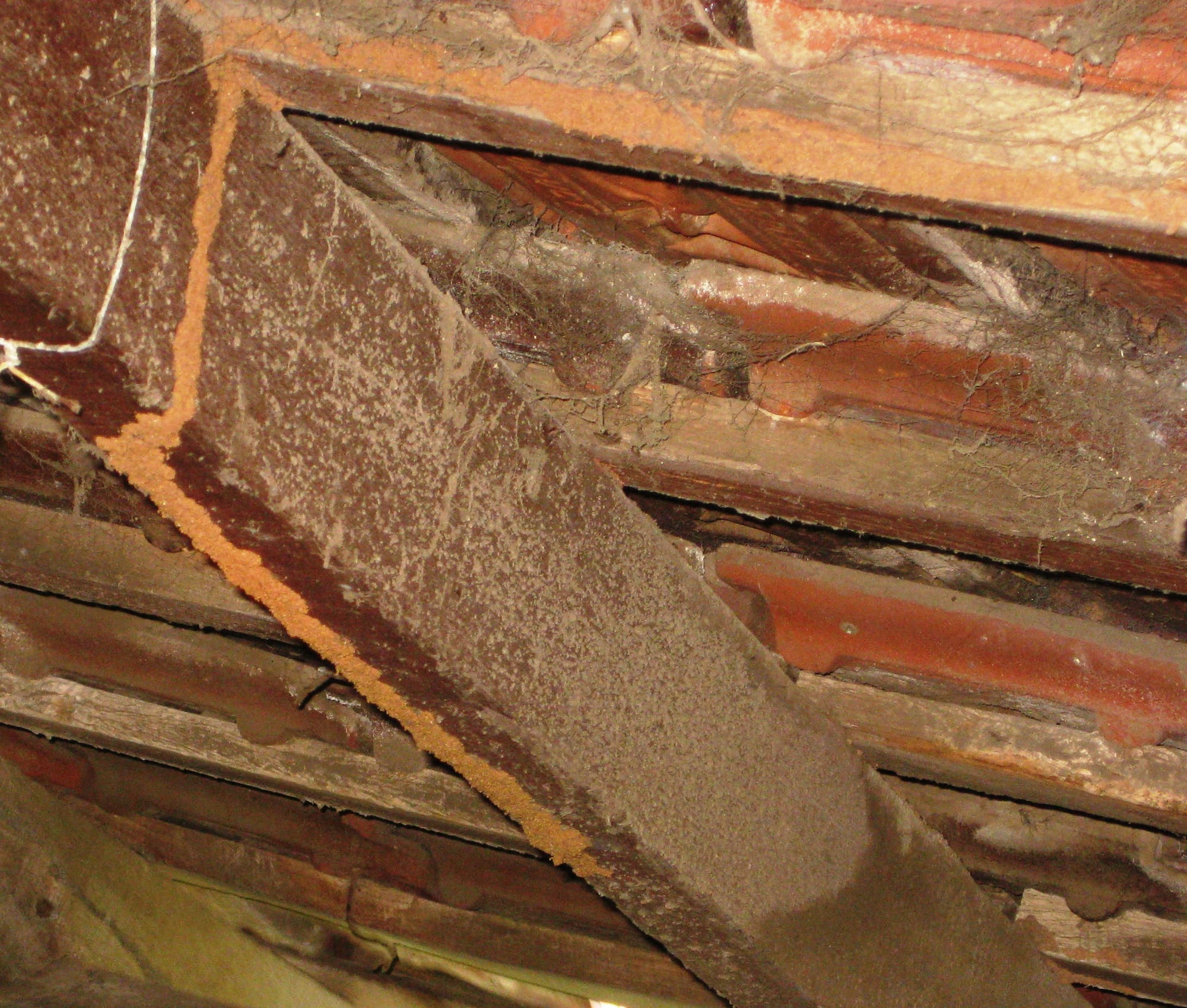 Perth House #1 -Extensive Termite Damage to Roof Beams