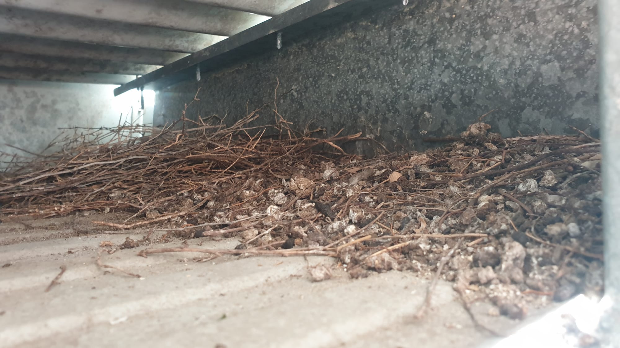 ALERT! This is Unhygienic! Pigeon Nesting Site Littered with Droppings, Feathers, etc.