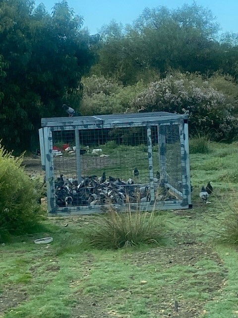 Pigeon Trapping Metro Perth 50 Plus / Day