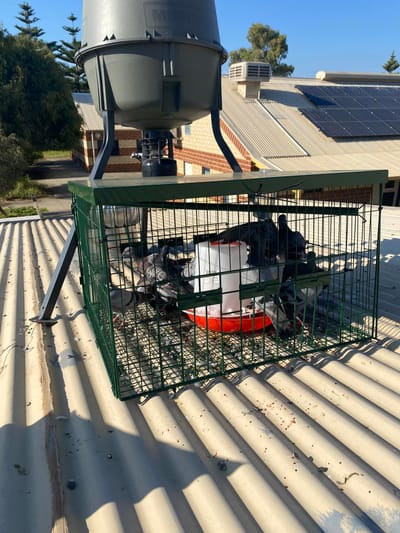 Complete Pest Solutions image