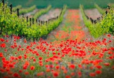 متن و ترجمه مناجات شعبانیه