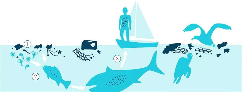 ワックスワームの唾液に含まれる酵素、プラスチック分解の鍵に