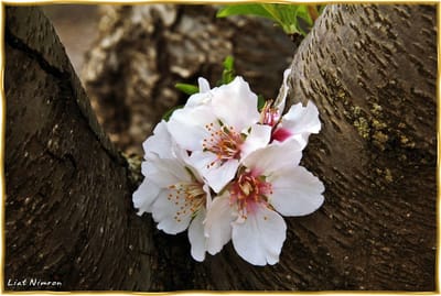 חג לאילנות!