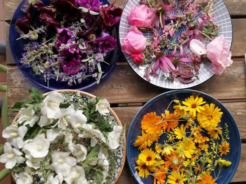 Kochworkshop mit Wildkräutern und -früchten mit Kräuterexpertin Gabi Schwarz