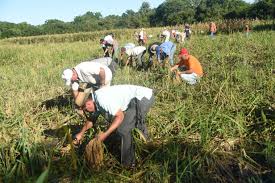 La Junta de Cortar Arroz