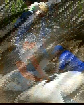 Herrando y Vacunando