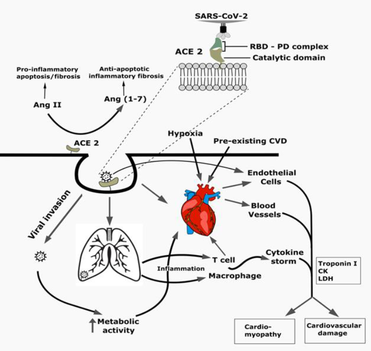 COVID-19 and the Cardiovascular System: How the First Post-Modern Pandemic ‘Weakened’ our Hearts